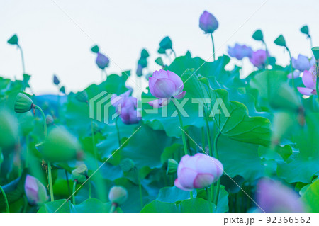 早朝に咲く蓮の花 92366562