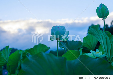 早朝に咲く蓮の花 早朝に咲く蓮の花 92366563