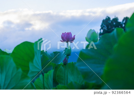 早朝に咲く蓮の花 早朝に咲く蓮の花 92366564