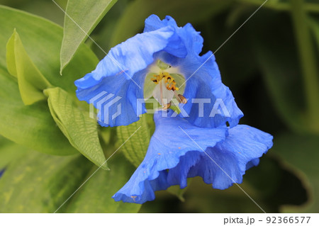 オオボウシバナの花 オオボウシバナの花 92366577