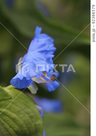 オオボウシバナの花 オオボウシバナの花 92366579
