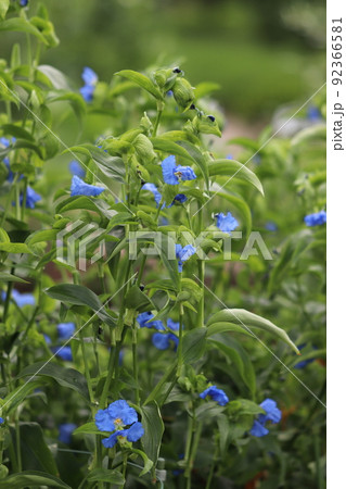 オオボウシバナの花 オオボウシバナの花 92366581