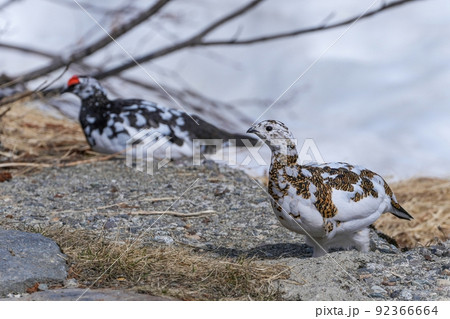 遊歩道を仲良く歩く雷鳥のカップル@室堂、富山 遊歩道を仲良く歩く雷鳥のカップル@室堂、富山 92366664