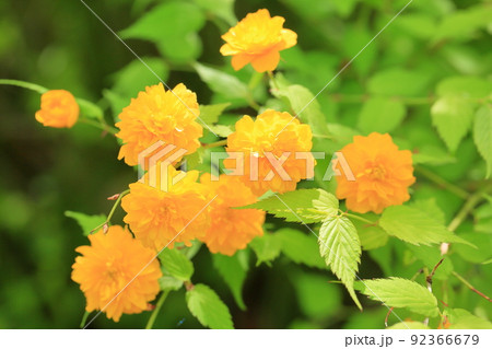 山吹の花 92366679