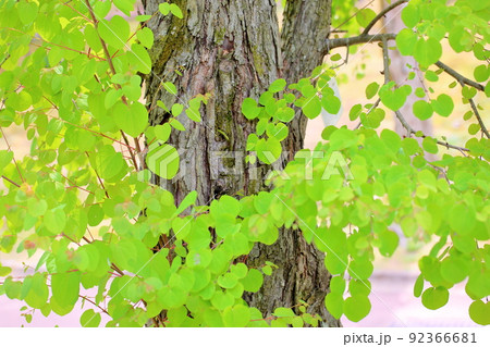 新緑カツラの葉 新緑カツラの葉 92366681