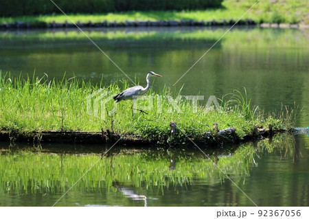 2021日本で一番幸せな町に選ばれた埼玉県鳩山町の農村公園大沼の緑が綺麗な水辺を歩く一羽のアオサギ 2021日本で一番幸せな町に選ばれた埼玉県鳩山町の農村公園大沼の緑が綺麗な水辺を歩く一羽のアオサギ 92367056