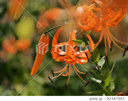 オニユリの花 92367065