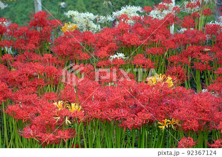 三色彼岸花 三色彼岸花 92367124