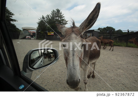 那須サファリパークの動物達 92367872