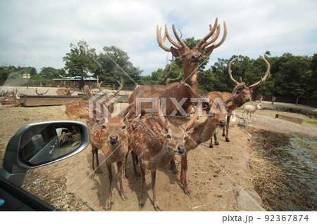 那須サファリパークの動物達 那須サファリパークの動物達 92367874