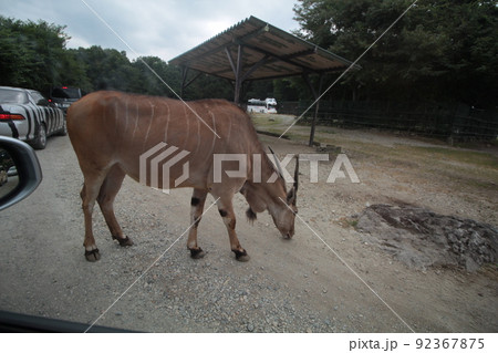 那須サファリパークの動物達 那須サファリパークの動物達 92367875