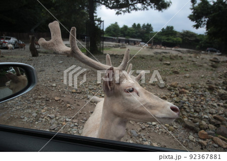 那須サファリパークの動物達 92367881