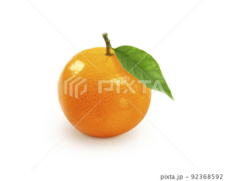 tangerine or mandarin fruit with leaves isolated on white background tangerine or mandarin fruit with leaves isolated on white background 92368592