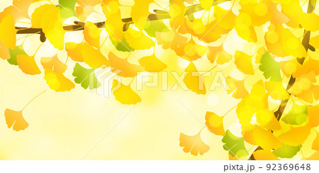 紅葉 イチョウ 秋 背景 紅葉 イチョウ 秋 背景 92369648