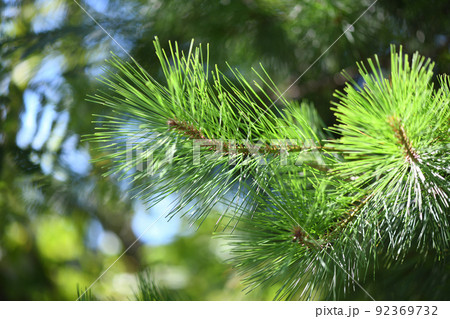 マツ（松）の若葉の写真素材 [92369732] - PIXTA