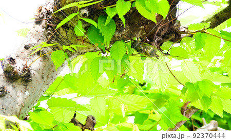 樹木にとまり元気に鳴くクマゼミ 92370444