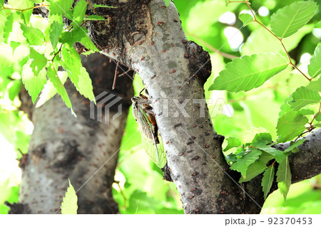 樹木にとまり元気に鳴くクマゼミ 92370453