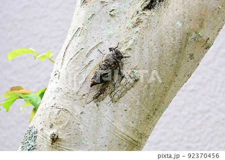 樹木にとまり元気に鳴くクマゼミ 92370456