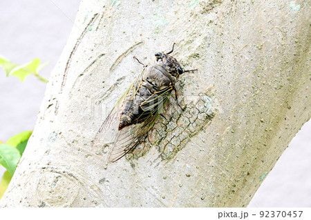 樹木にとまり元気に鳴くクマゼミ 92370457