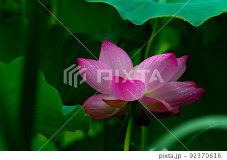 雨後の紅蓮 92370616