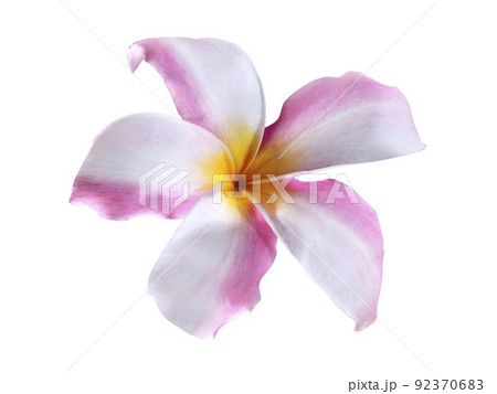 Beautiful orchid on white background Beautiful orchid on white background 92370683
