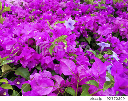 Blooming bougainvillea flowers background. Bright pink magenta bougainvillea flowers as a floral background. Bougainvillea flowers texture and background Blooming bougainvillea flowers background. Bright pink magenta bougainvillea flowers as a floral background. Bougainvillea flowers texture and background 92370809