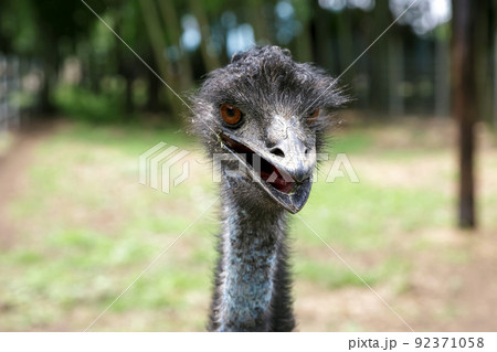 ヒクイドリ科エミューの顔【ちょっと威嚇する顔】 ヒクイドリ科エミューの顔【ちょっと威嚇する顔】 92371058