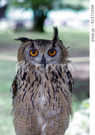 精悍な目付きでレンズを睨むベンガルワシミミズク 92371096