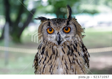 精悍な目付きでレンズを睨むベンガルワシミミズク 92371097