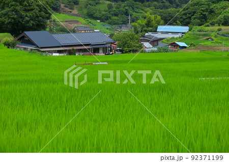 夏の田園風景　長閑な里の景色　富岡の棚田 92371199