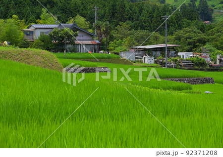 夏の田園風景 長閑な里の景色 富岡の棚田 夏の田園風景 長閑な里の景色 富岡の棚田 92371208