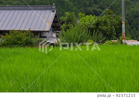夏の田園風景 長閑な里の景色 富岡の棚田 夏の田園風景 長閑な里の景色 富岡の棚田 92371215