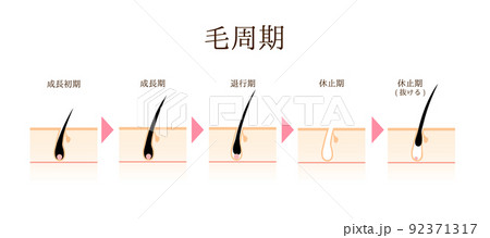 シンプルな毛周期のイラスト シンプルな毛周期のイラスト 92371317