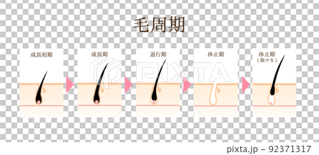 シンプルな毛周期のイラスト シンプルな毛周期のイラスト 92371317