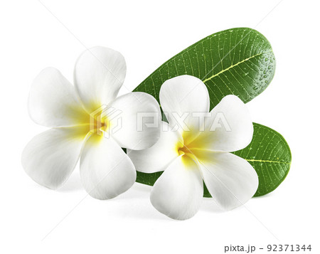 Frangipani flowers with leaves isolated on white 92371344