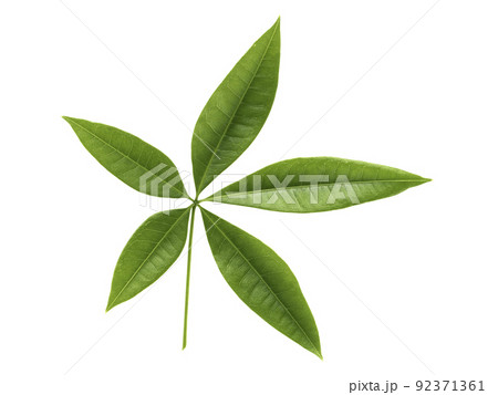 Grass field, green spring landscape 92371361