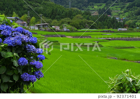 紫陽花と富岡の棚田 92371401