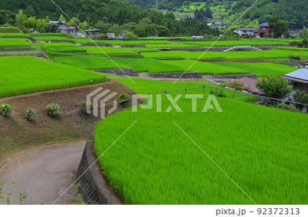 夏の田園 富岡の棚田 夏の田園 富岡の棚田 92372313