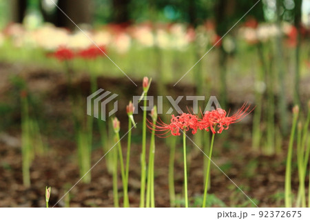 ヒガンバナ 曼珠沙華 ヒガンバナ 曼珠沙華 92372675