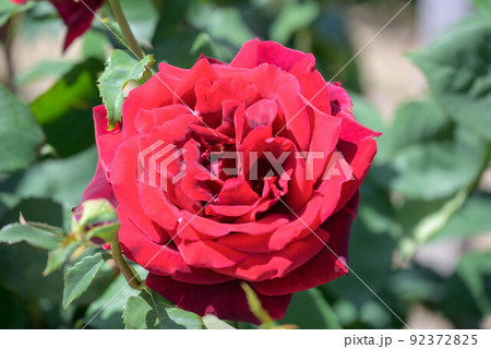 2022年春バラ 92372825