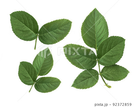 rose leaves on a white background 92372859
