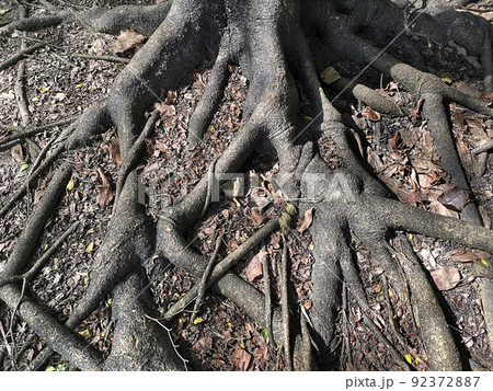 tree roots In the park tree roots In the park 92372887