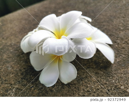 White frangipani flower falling on the cement floor White frangipani flower falling on the cement floor 92372949