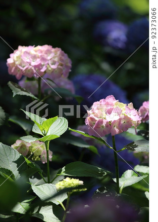 大平山謙信平の紫陽花 92373066