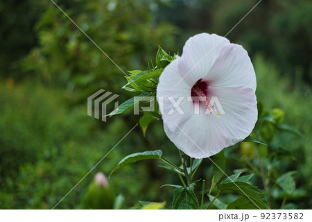 河内長野市寺ヶ池公園_早朝の大輪の白い花 92373582