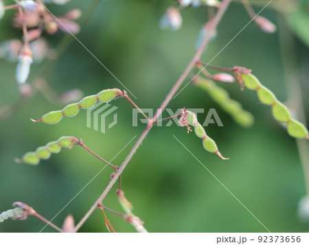 アレチヌスビトハギの実 92373656