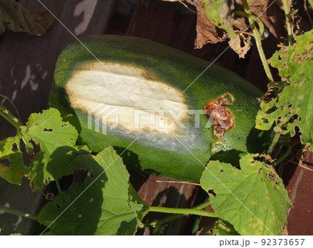 日焼けした畑のクロウリの実 92373657
