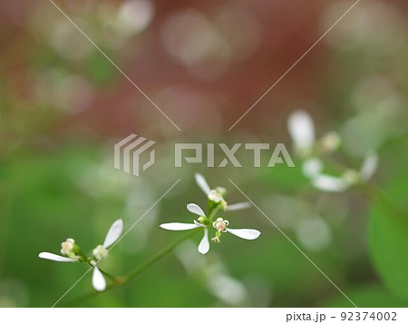 ユーフォルビアの花のアップ ユーフォルビアの花のアップ 92374002