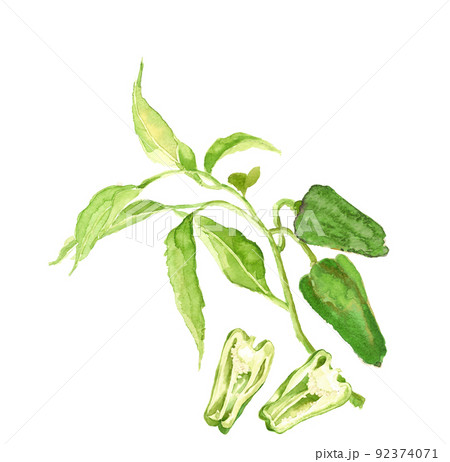 畑のピーマンとピーマンの断面のセット【手描き水彩画】白バック 透過背景 コピースペース 畑のピーマンとピーマンの断面のセット【手描き水彩画】白バック 透過背景 コピースペース 92374071