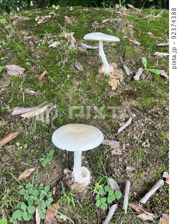 歩道沿いに自生する二つのキノコ 92374388